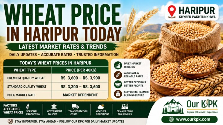 Wheat price in Haripur today latest market rates
